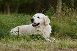 GOLDEN RETRIEVER 939